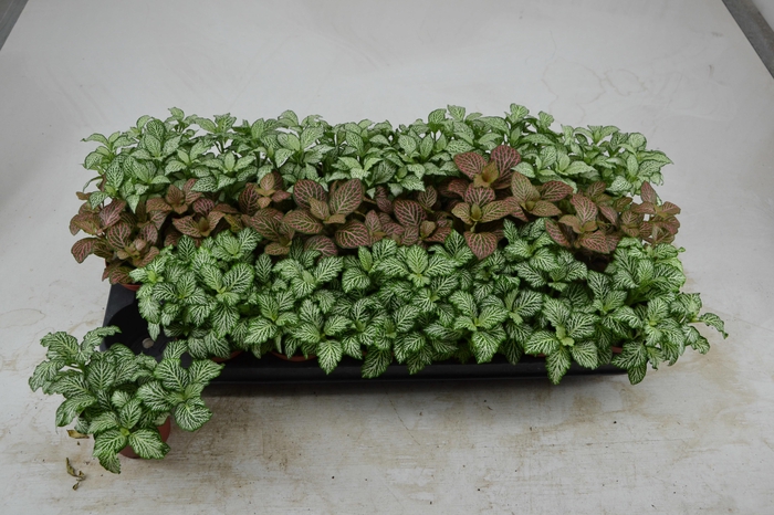 <h4>FITT GEM 3 KL</h4>