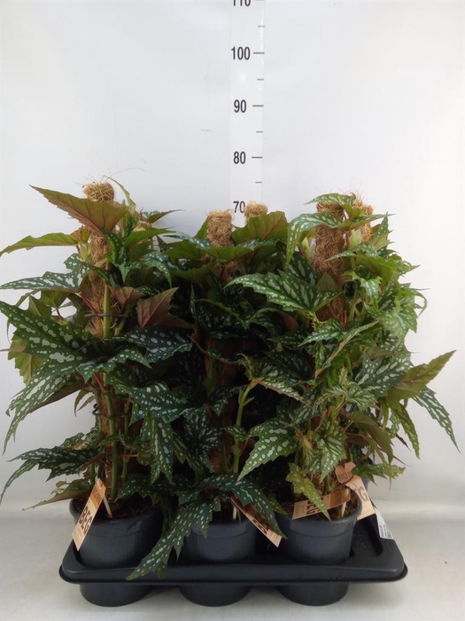 <h4>Begonia BD   ...</h4>