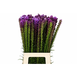 LIATRIS SPICATA