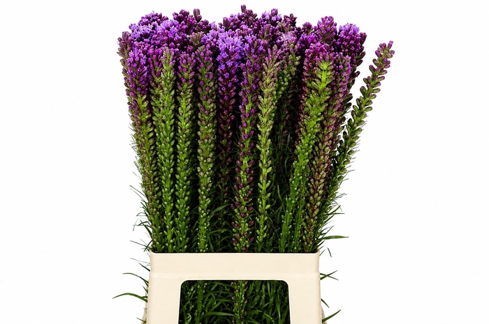 <h4>LIATRIS SPICATA</h4>