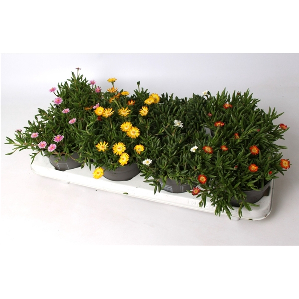 <h4>Delosperma Lido mix</h4>