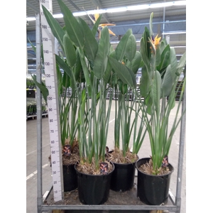 Strelitzia reg.