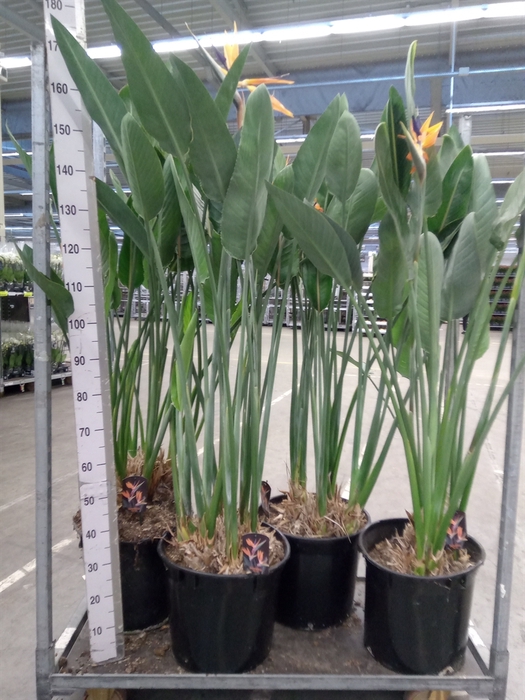 <h4>Strelitzia reg.</h4>