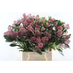 Skimmia Rubella Pbs (rood)loom