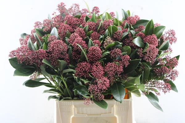 <h4>Skimmia Rubella Pbs (rood)loom</h4>