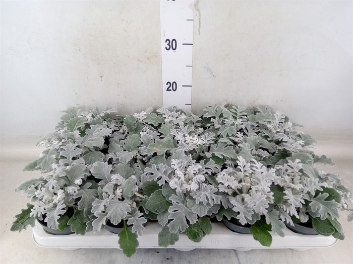 <h4>Jacobaea maritima</h4>