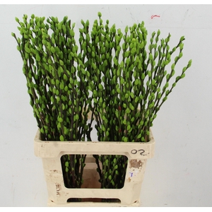 SALIX OV KLB H%