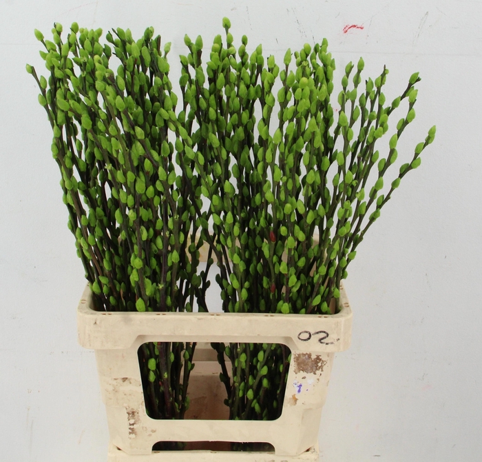 <h4>SALIX OV KLB H%</h4>