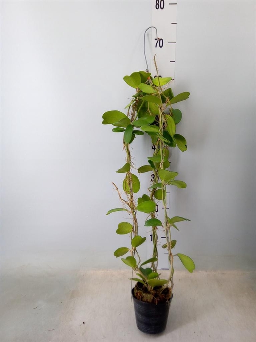 <h4>Hoya kerrii</h4>