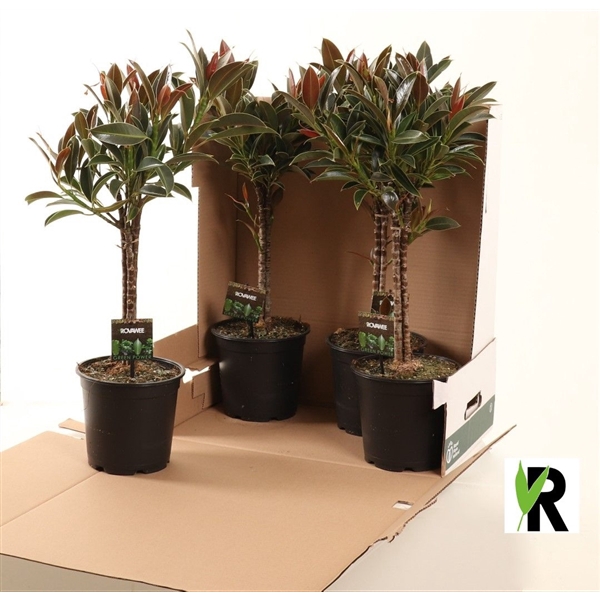 <h4>Ficus elast. Nairobi tripple standard in fust 352</h4>