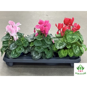 Cyclamen Super Serie XL 13Ø 30cm Mix