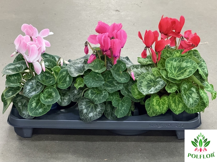 Cyclamen Super Serie XL 13Ø 30cm Mix