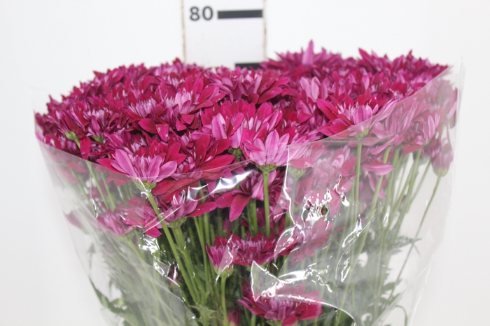 <h4>CRISANTEMO GABRIELLA 080 CM</h4>