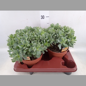 Crassula arborescens subsp. undilat