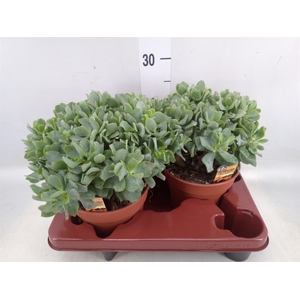 Crassula arborescens subsp. undilat