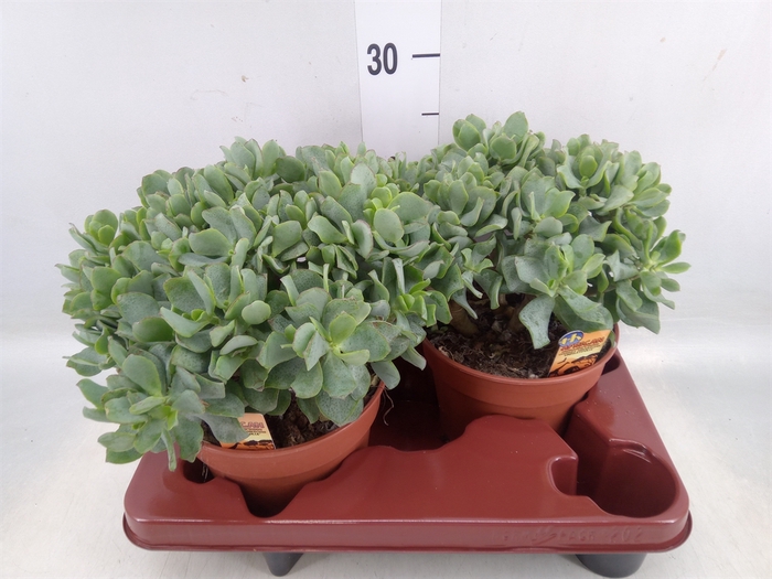 <h4>Crassula arborescens subsp. undilat</h4>