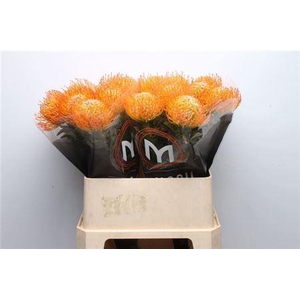 Leuco Ayoba Sun 80cm