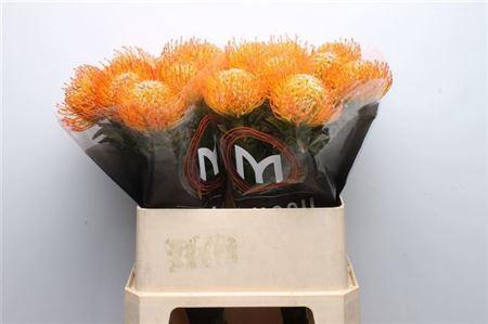 <h4>Leuco Ayoba Sun 80cm</h4>