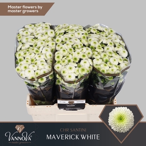 Chr S Maverick White