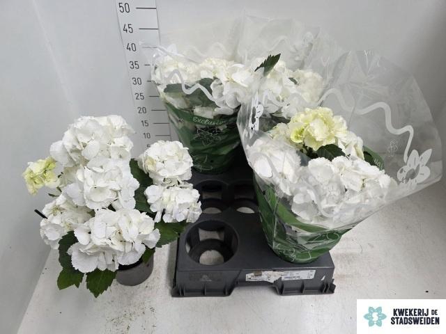 <h4>HYDR M SCHNEEBALL P14 7+</h4>