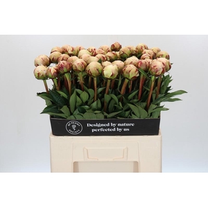 Paeonia Odile