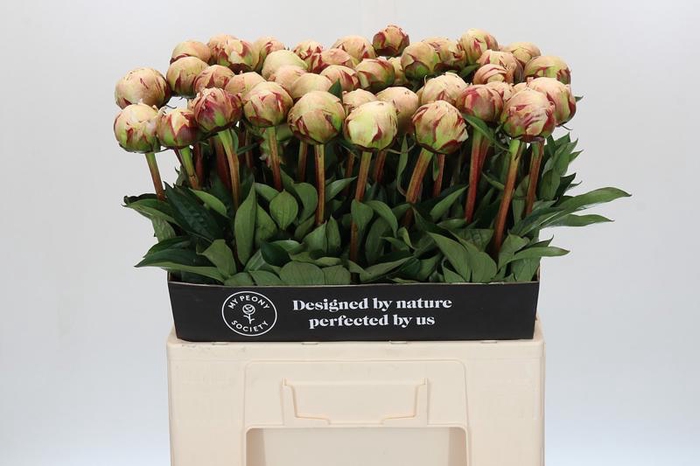 <h4>Paeonia Odile</h4>