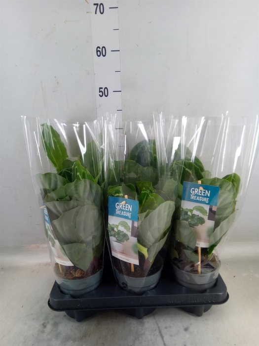 <h4>Calathea roseopicta 'Crimson'</h4>