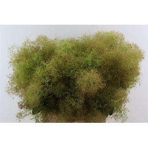 Cotinus C M Green Fountain