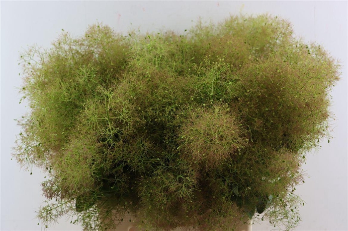 <h4>Cotinus C M Green Fountain</h4>