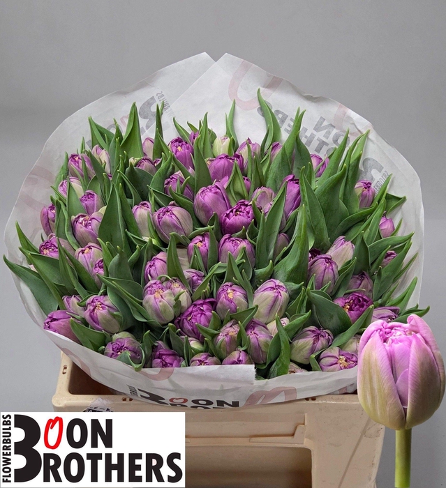 <h4>TU DU CASTELLA</h4>