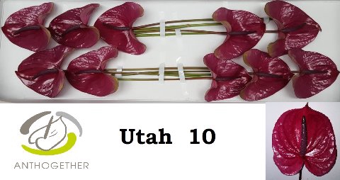 <h4>Anthurium Utah</h4>