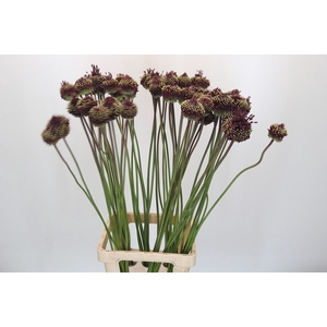 Allium ameth. 'Red Mohican'