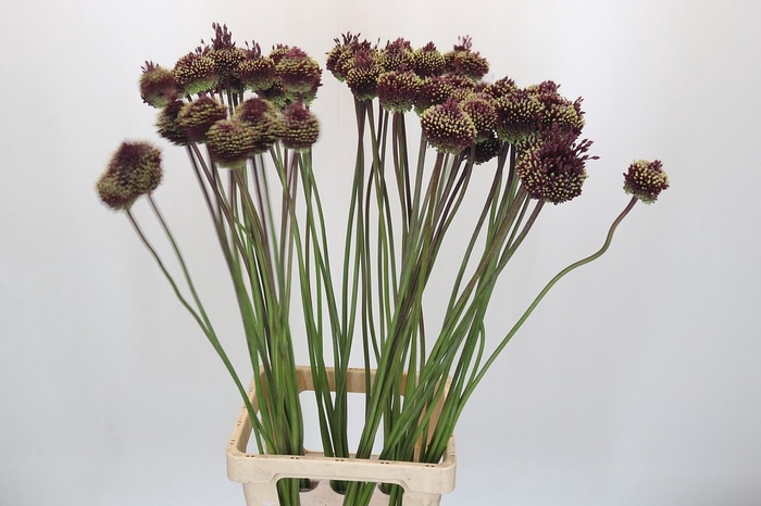 <h4>Allium ameth. 'Red Mohican'</h4>