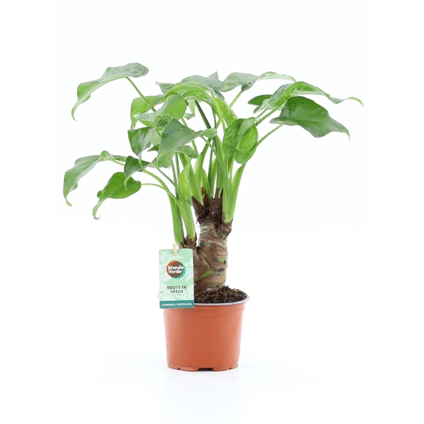 <h4>Alocasia cucullata</h4>
