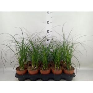 Nolina recurvata   ...