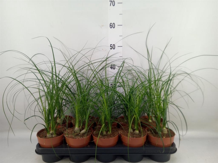 <h4>Nolina recurvata   ...</h4>