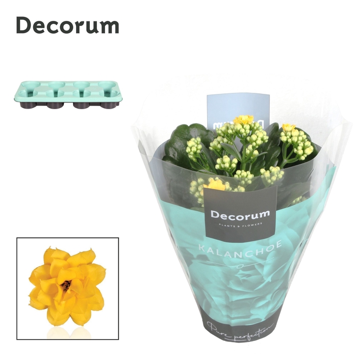 <h4>Kalanchoe Decorum - Yellow</h4>