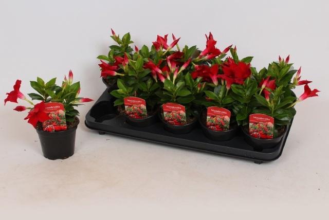 <h4>MANDE RIO DEEP RED</h4>