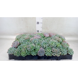 Echeveria   ...