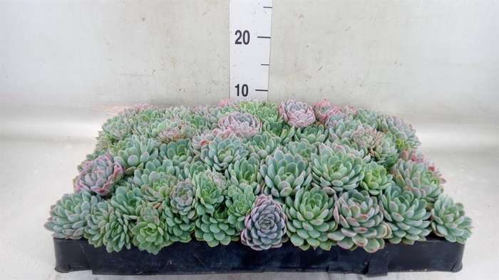 <h4>Echeveria ...</h4>