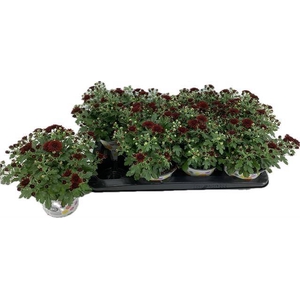 CHRYS GARDEN RED P12
