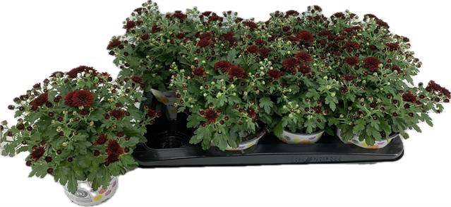 <h4>CHRYS GARDEN RED P12</h4>
