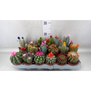 Cactus   ...decorated