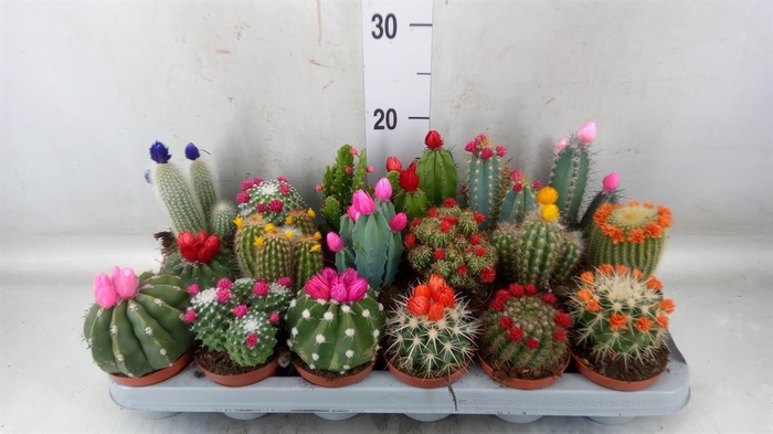 <h4>Cactus   ...decorated</h4>