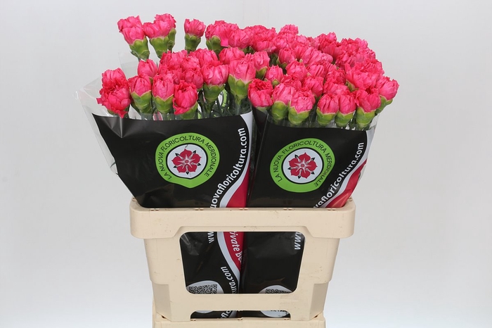 <h4>Dianthus St Bizet</h4>