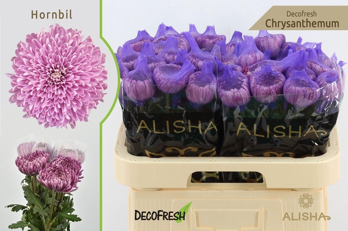 <h4>Chr g Hornbill</h4>