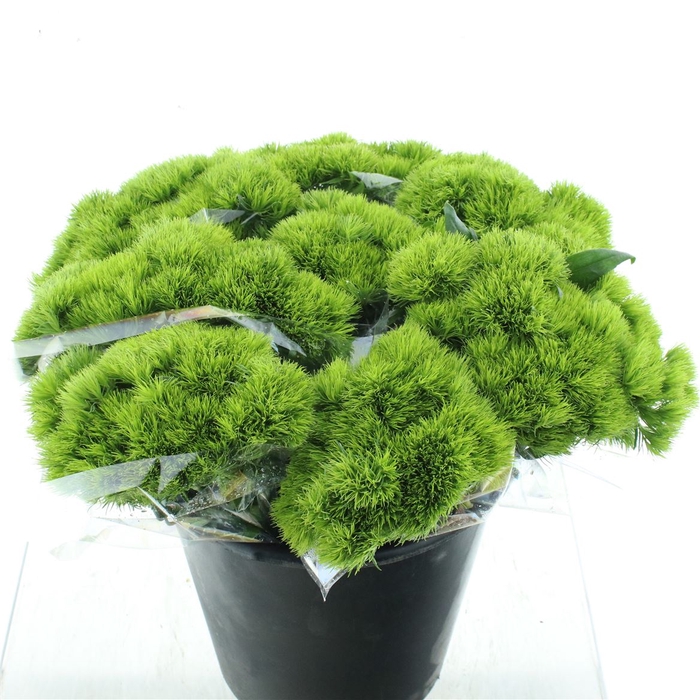 <h4>Di Barb Green Trick</h4>