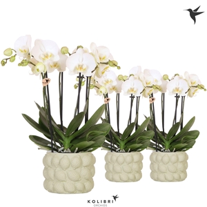 Kolibri Orchids Phalaenopsis Jewel Ghent 4 spike in Citrus pot green