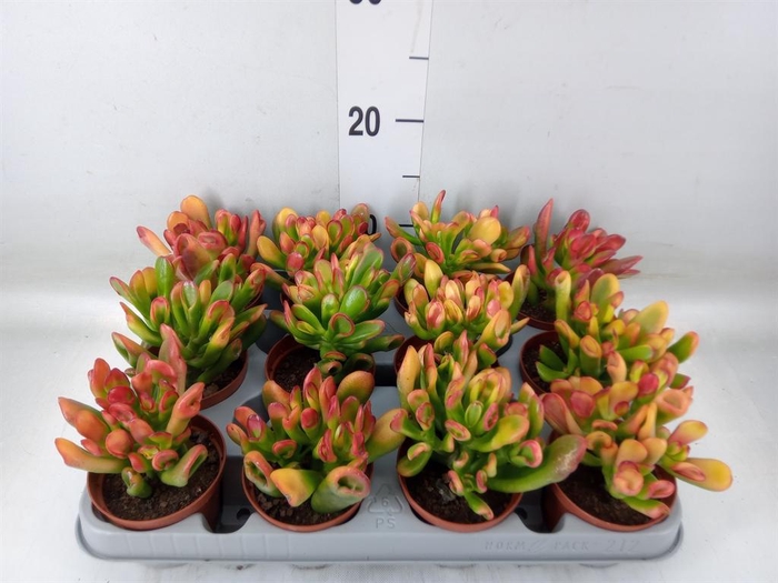 <h4>Crassula ovata 'Horn Tree'</h4>