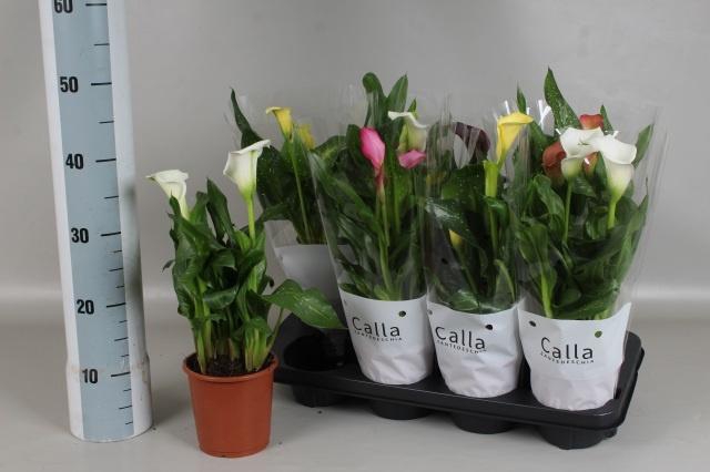 <h4>ZANT GEM 5 KL</h4>